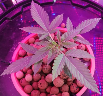 Week 3 (28/10 tot 3/11)