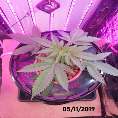 Week 4 (04/11 tot 10/11)