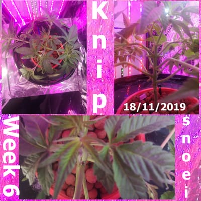 Week 6 (18/11 tot 24/11)