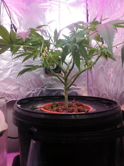 Week 8 (2/12 tot 8/12)