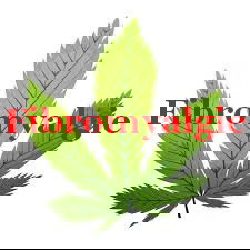 Cannabis en fibromyalgie