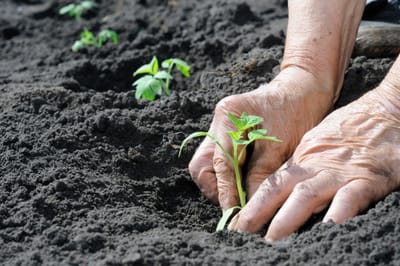 Apoyos para la producción agrícola