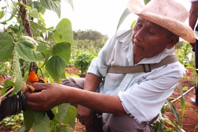 Sistemas de producción agrícola moderna en México