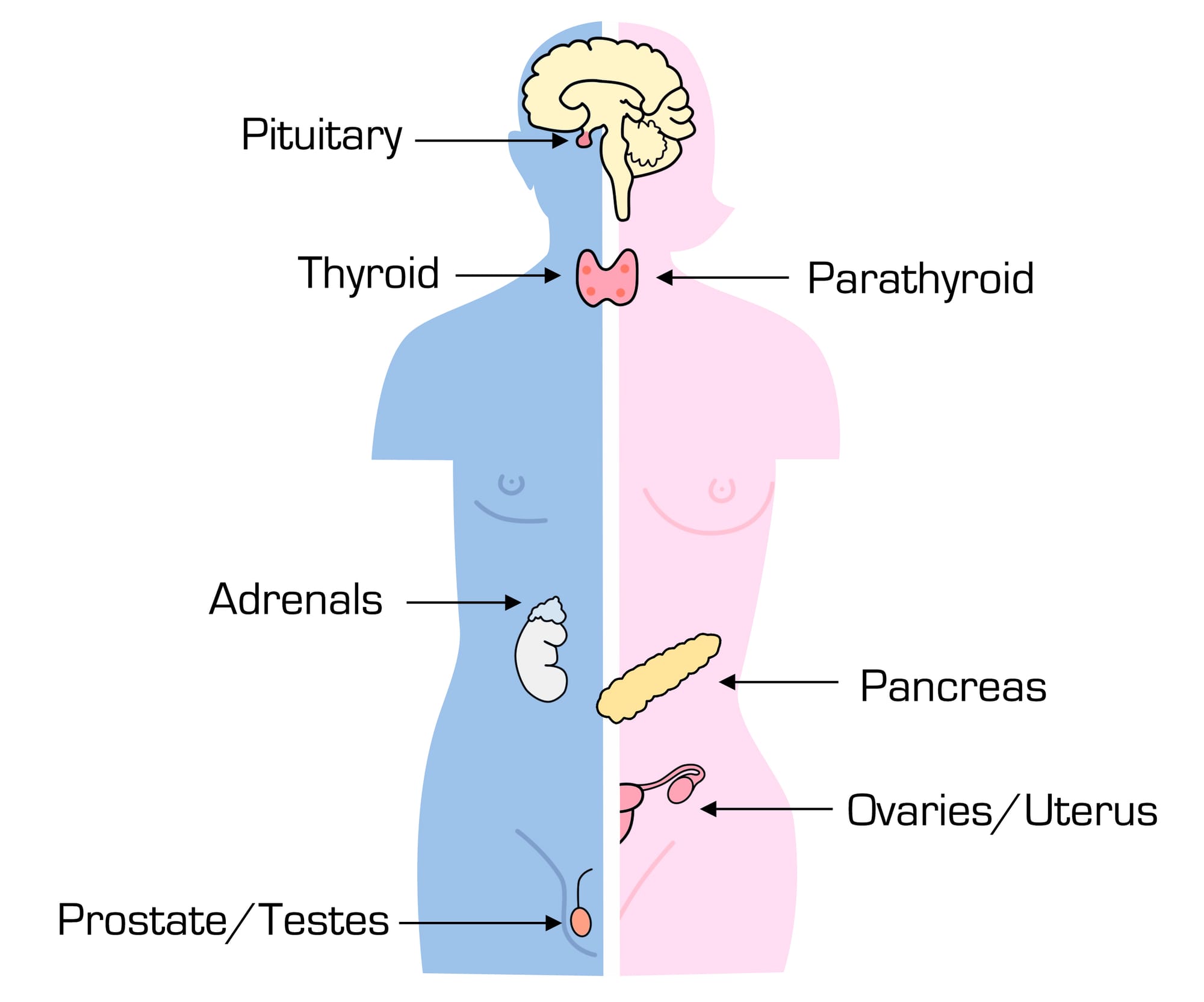 Endocrine Disruptors: 14 common chemicals that affect your hormones