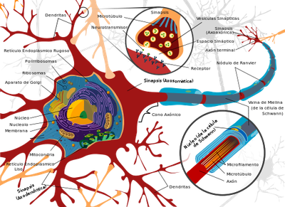La organización motora de la corteza cerebral y el papel del espejo. sistema neuronal Impacto clínico para la rehabilitación.