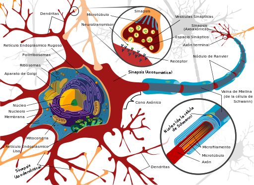 Título del texto	Neuroplasticidad, Neuromodulación y Neurorrehabilitación: Tres conceptos distintos y un solo fin verdadero