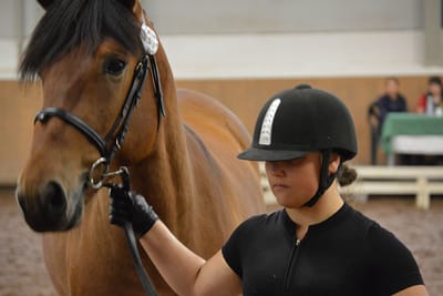 Suomenhevosten Laatuarvostelu image