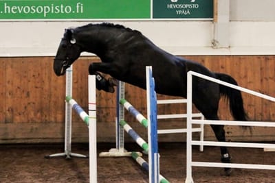 Suomenhevosten Laatuarvostelu image