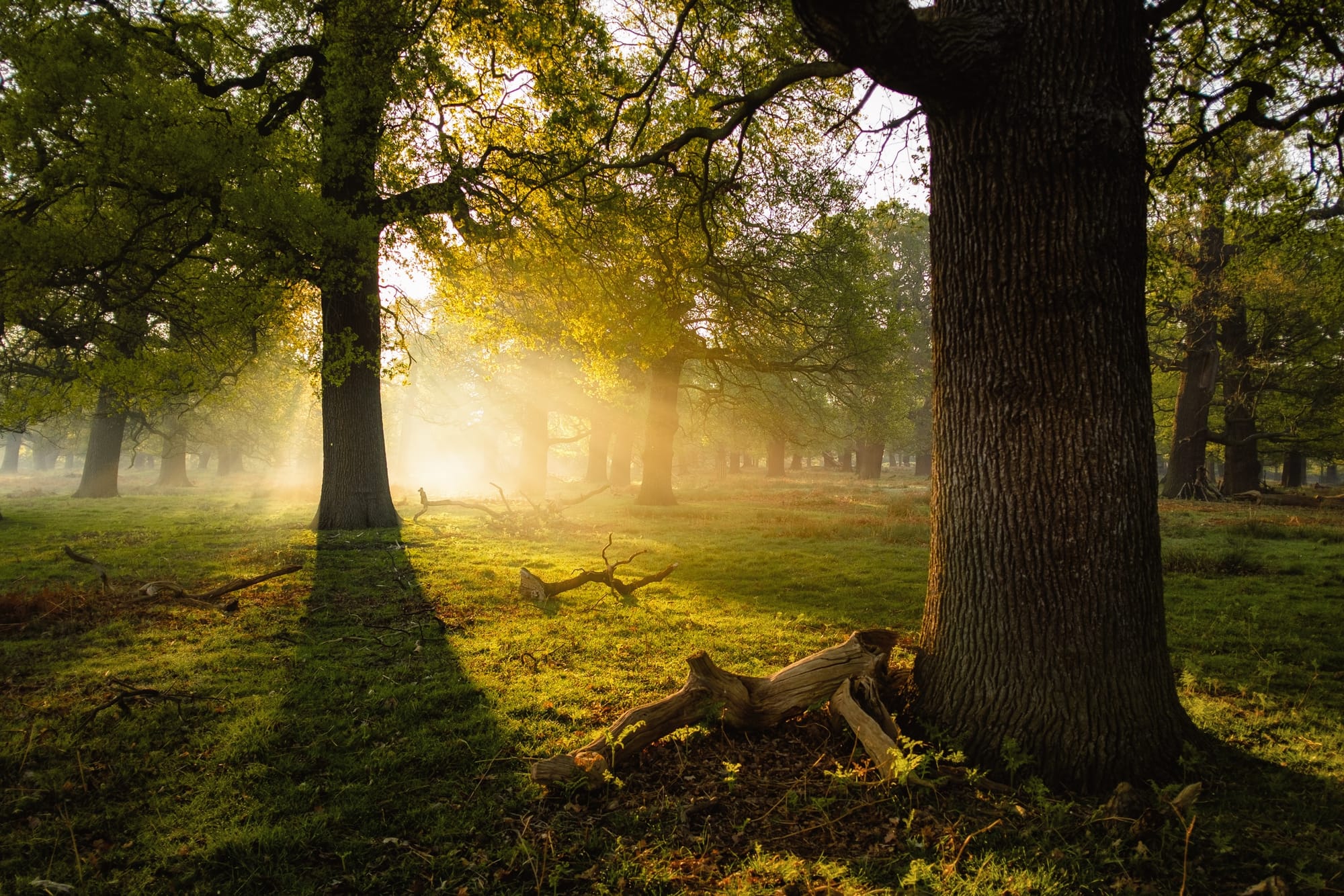 ESCENARIO NATURAL DE LA SUSTENTABILIDAD