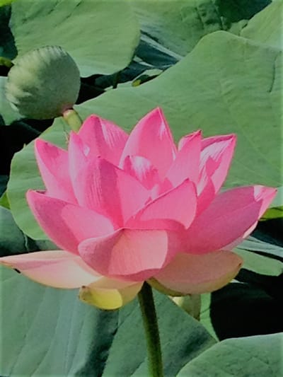 L&#039;association image