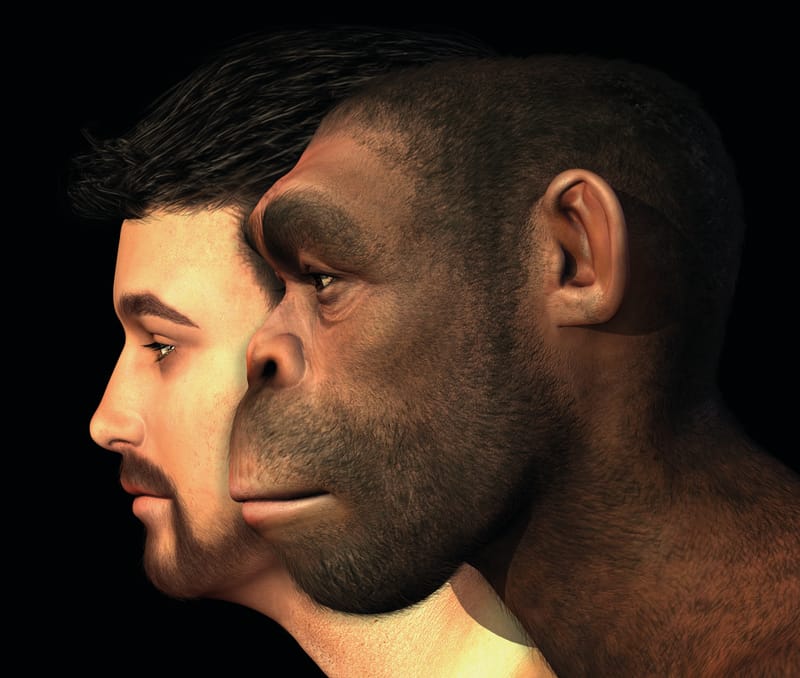 Les origines de l’humanité