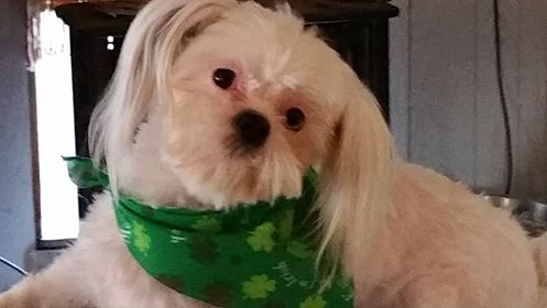 Funny Pet Videos