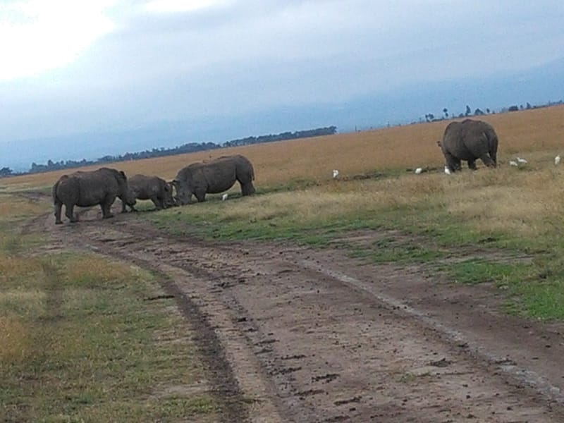 Explore The Majestic Amboseli Kenya Wildlife Safari.