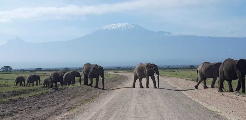 7 Days 6 Nights Epic Adventure Masai Mara / Nakuru / Amboseli Small Group Safari.
