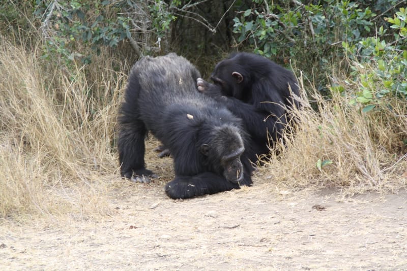 3 Days Uganda Gorilla Tracking Experience – Mountain Gorillas in Uganda