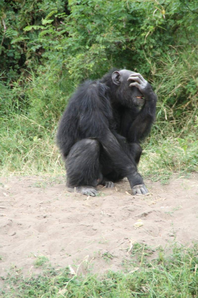 5 Day Bwindi and Queen Elizabeth Safari