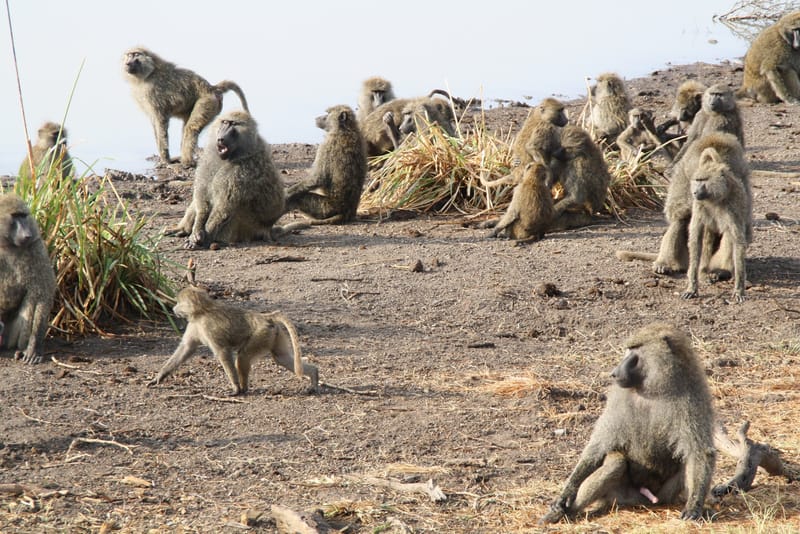 Queen Elizabeth National Park