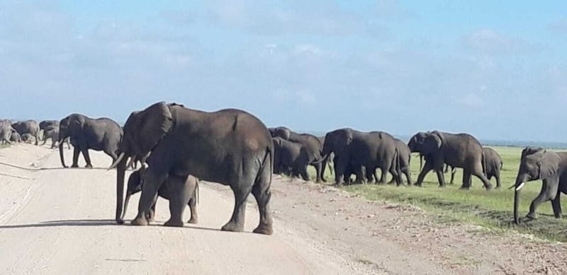 Mt Kilimanjaro Climbing