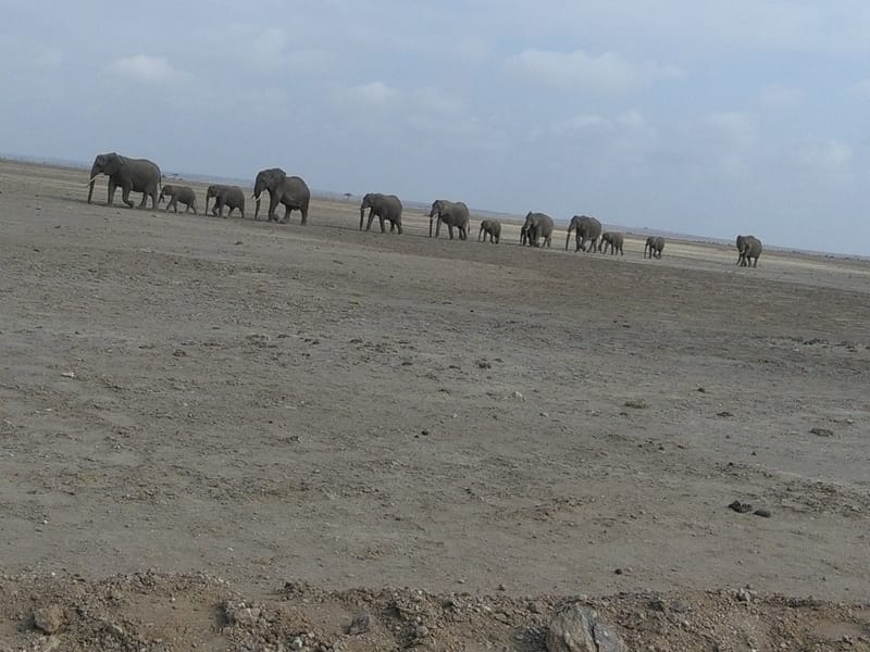 Epic 12 Days Lake Nakuru – Masai Mara – Serengeti – Ngorongoro Crater – Tarangire – Amboseli