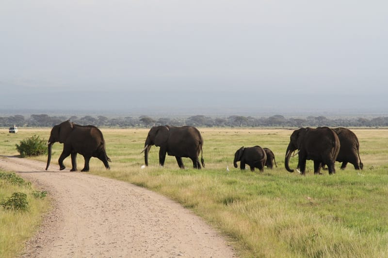 5-Day Amboseli/Tsavo West  & Tsavo East Drop Mombasa.
