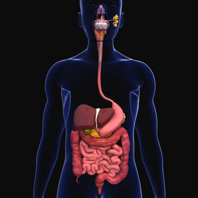 What is the role of the digestive system? image