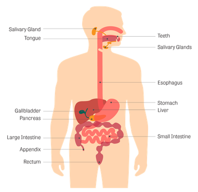 What is each organ's function in the digestive system? image