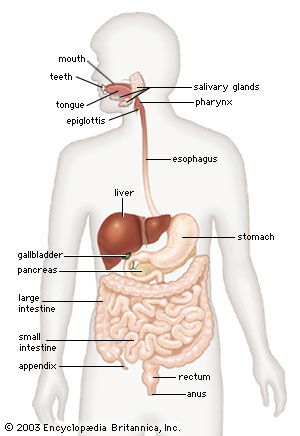 Where is digestive system located? image