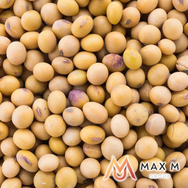 Soy Non GMO