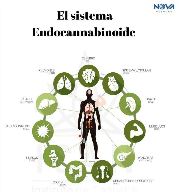 ¿CÓMO FUNCIONA EL CBD?
