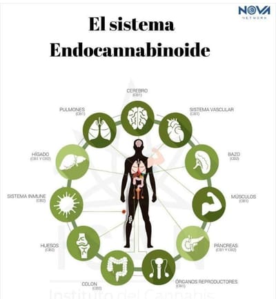 ¿CÓMO FUNCIONA EL CBD?