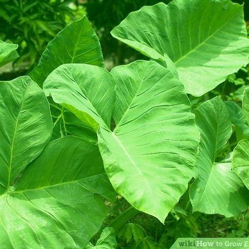 EWE IKOKO MUJER DE ORUNMILA.