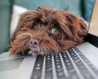 Recommended Websites