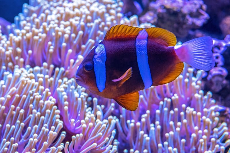 Guidelines to Help You Choose the Best Fish Type for Your Aquarium