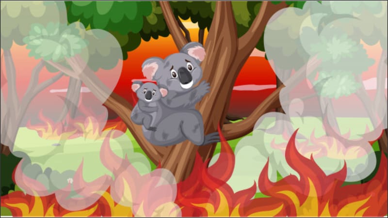 Bushfires of Australia: Help Your Country to Reborn