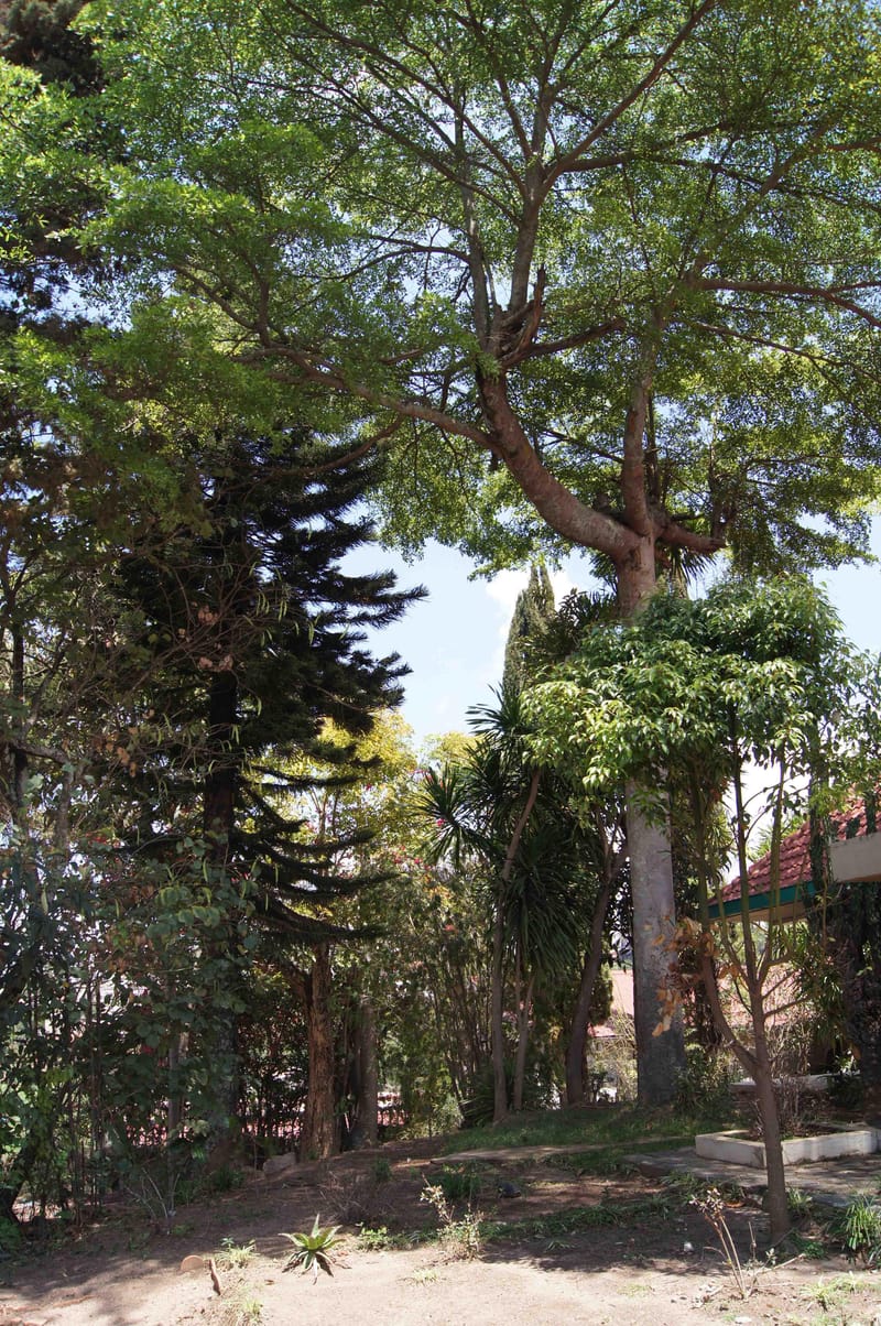 Cahier 6:  CONSTRUIRE EN SAUVANT LES ARBRES.