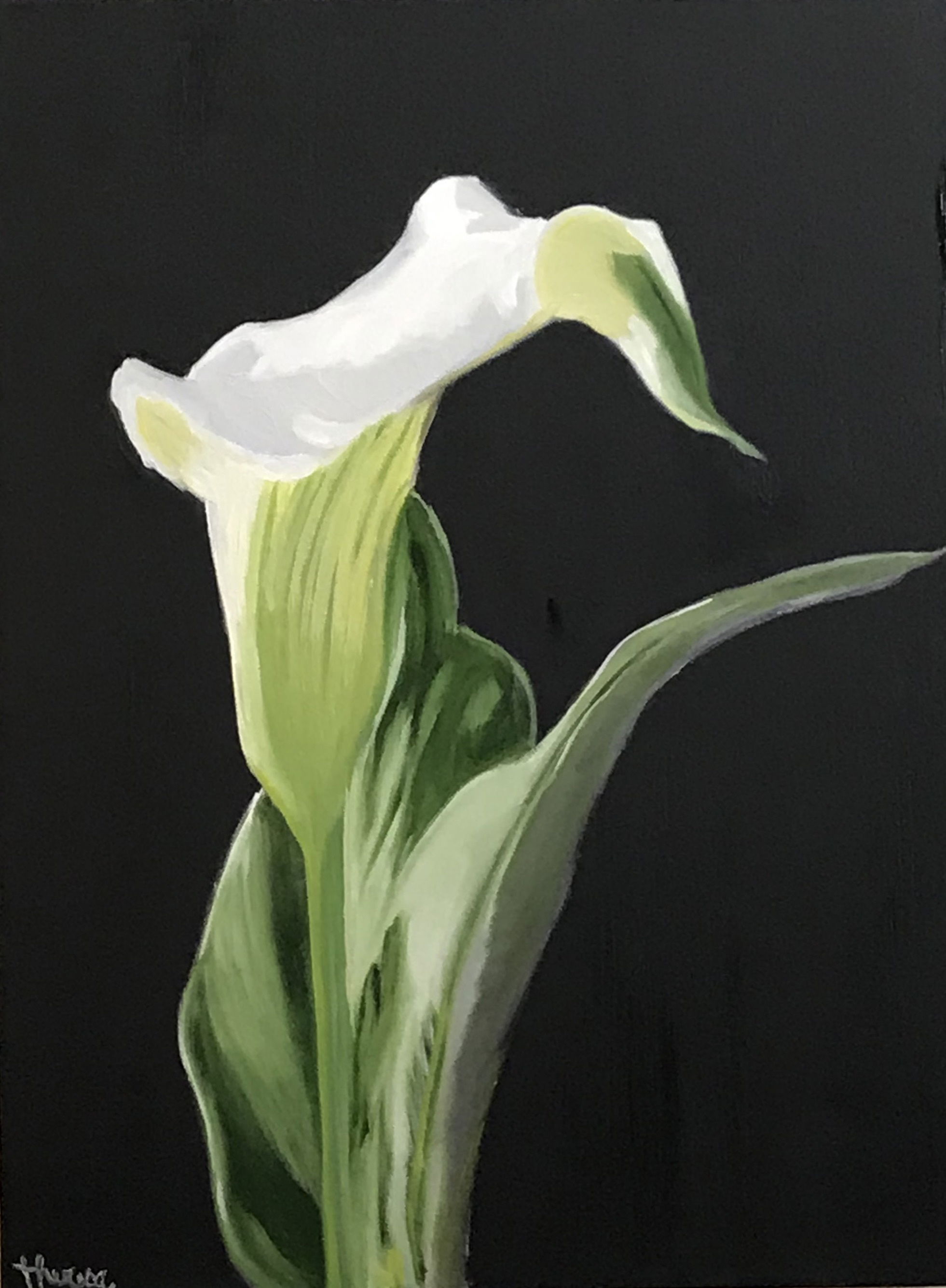 Calla Lilly