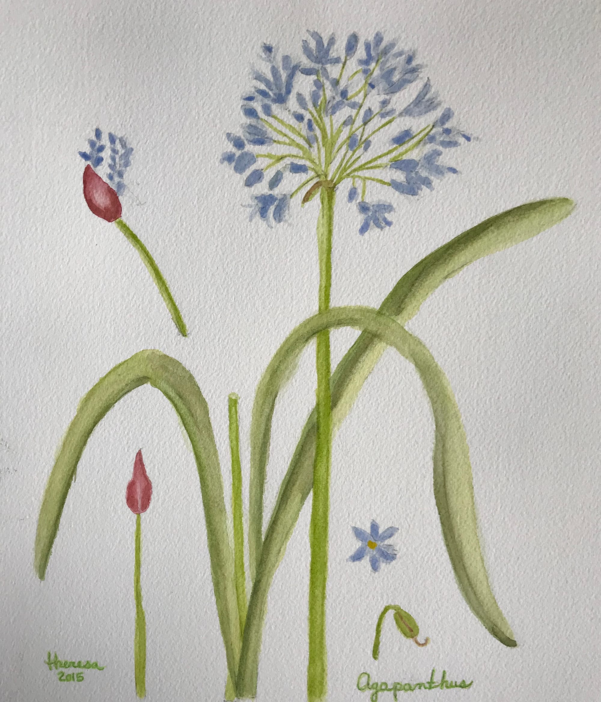 Agapanthus