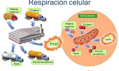 RESPIRACIONES CELULARES image