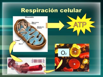 RESPIRACIONES CELULARES image