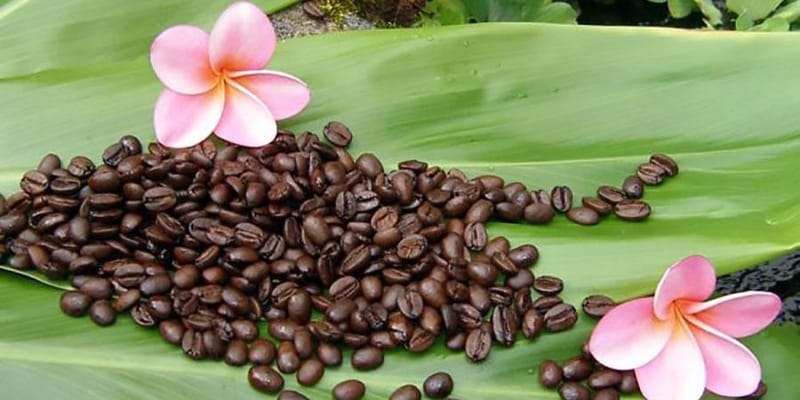 Everything You Wanted to Find Out About Coffee From Hawaii