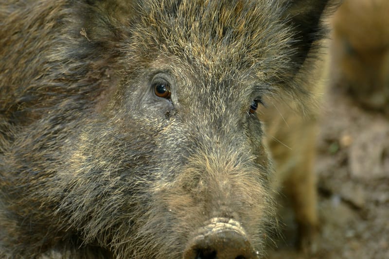 Hauptstadt der Wildschweine