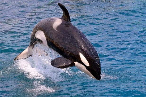 hashtag FreeWilly Grinds Out Win over Favre Dollar Footlong, Makes It Five in a Row