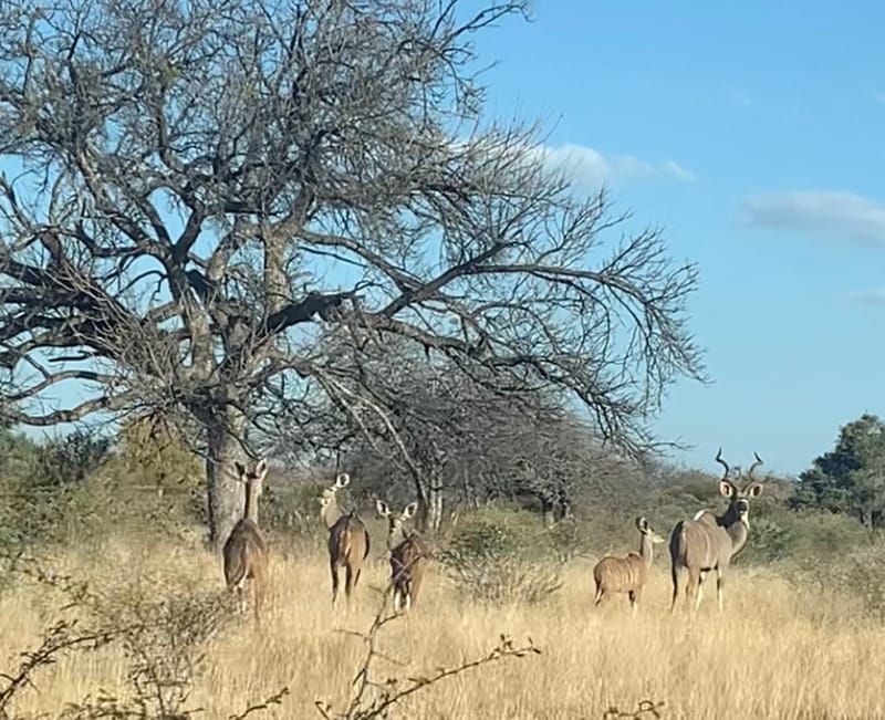 Wildlife