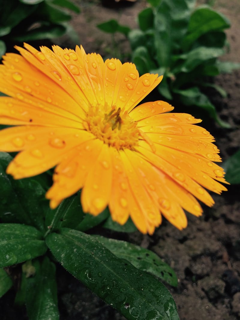 WhatsApp Quotes in Punjabi Attitude