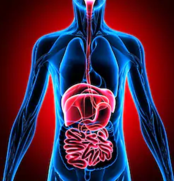 The Gastro-Intestinal System