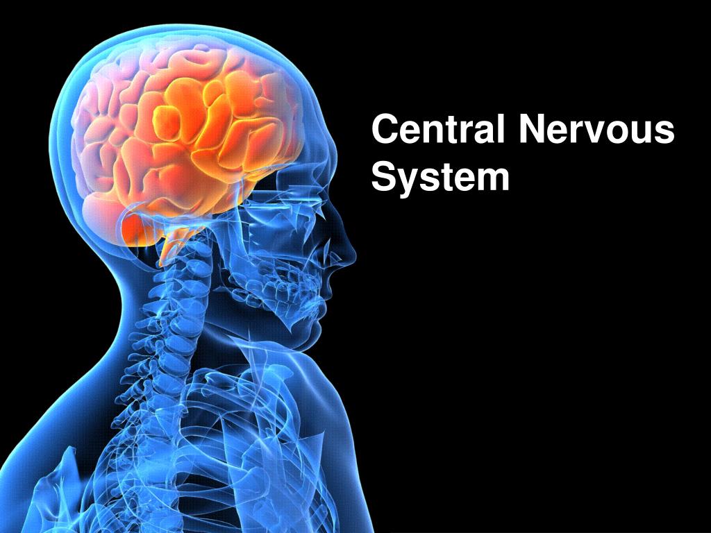 The Central Nervous System