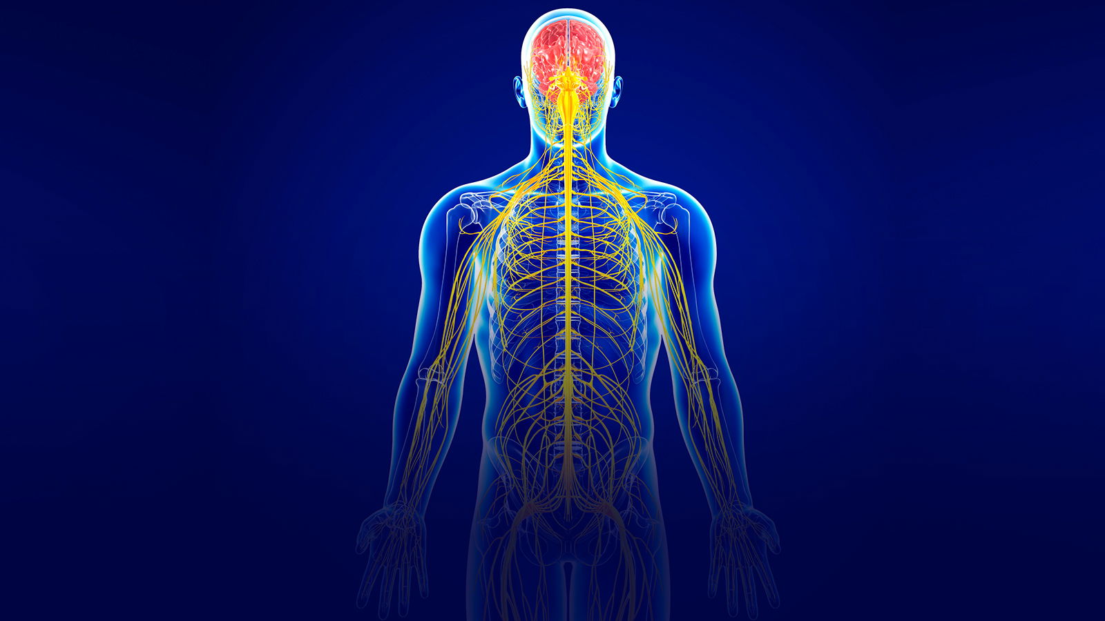 The Peripheral Nervous System