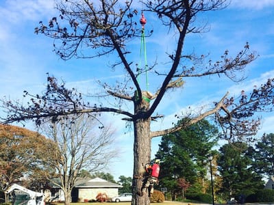 Tree Trimming Guide 2019