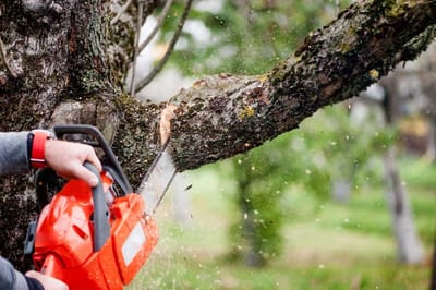 6 Easy Tree Removal Ideas