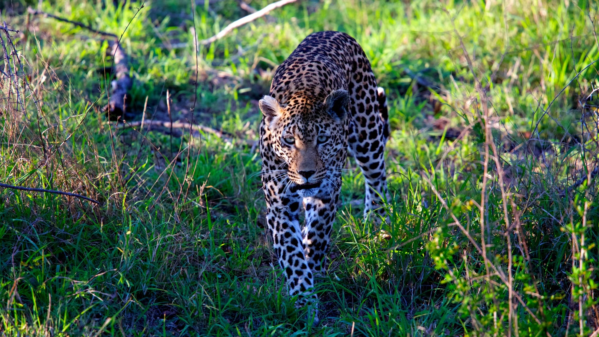 yala national park jeep safari